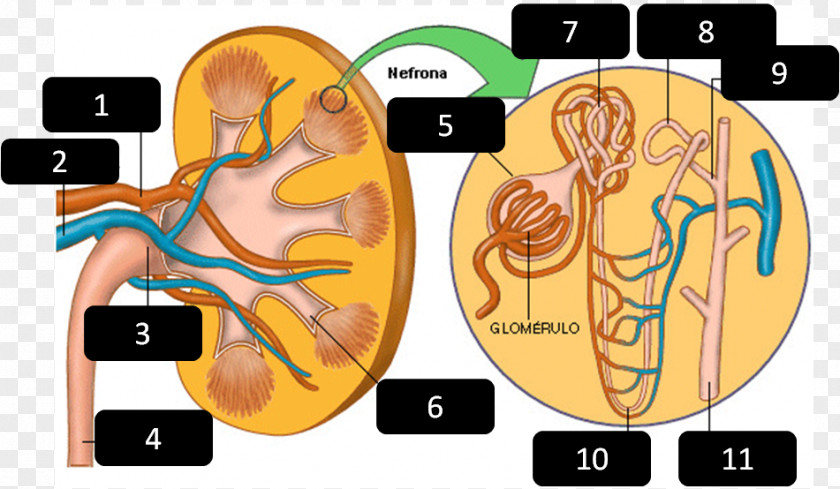 Kidney Nephron Excretory System Excretion Urine PNG