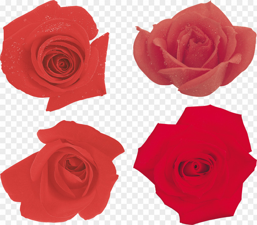 Rose Garden Roses Paper Ornamental Plant Fashion PNG