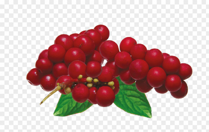 Schisandra Five-flavor Berry Adaptogen Rubriflora Herb PNG