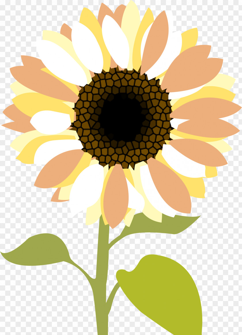 Sunflower Common Desktop Wallpaper Clip Art PNG