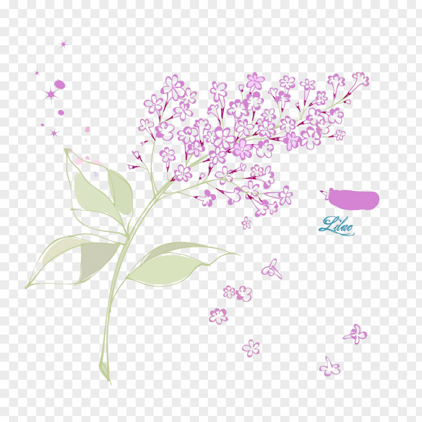 Vector Lilac Petal Flower Syzygium Aromaticum PNG