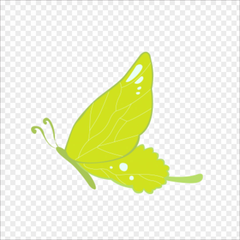 Butterfly Green PNG