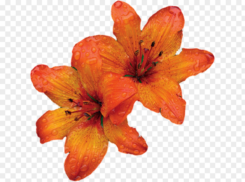 Flower Orange Lily Petal France Télécom PNG