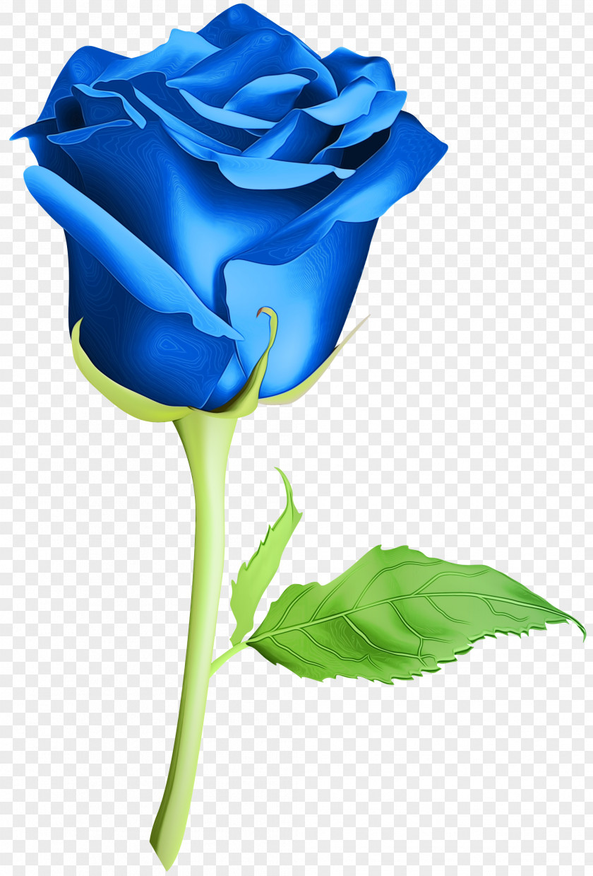 Garden Roses Blue Rose Cut Flowers Night .com PNG