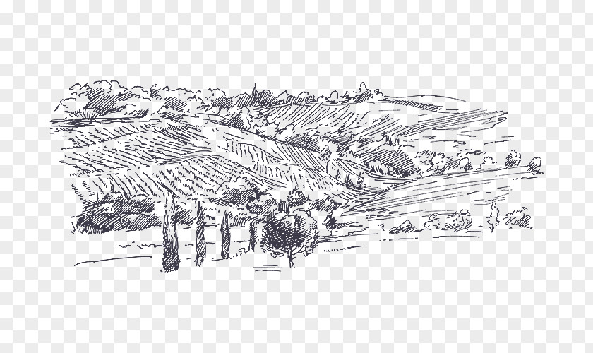Purple Vineyard Grapes Sketch Wine Drawing Vector Graphics Judaean Mountains PNG
