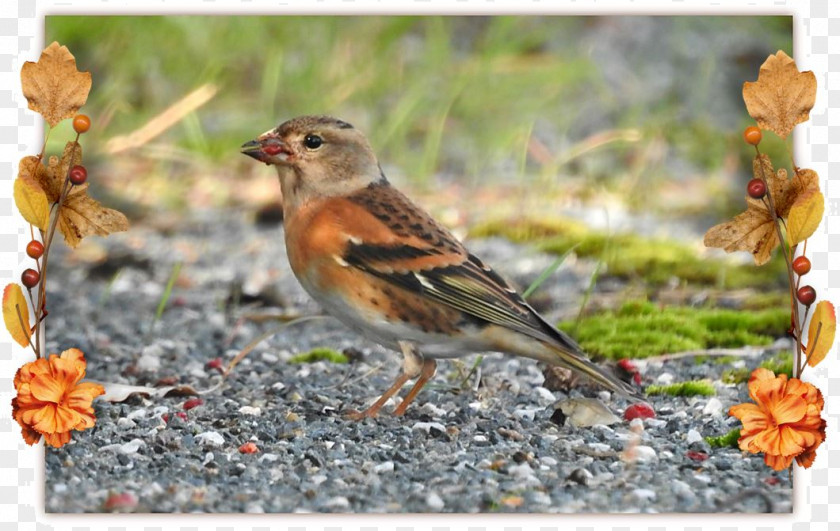 Sparrow House Ortolan Bunting Finches Brambling PNG