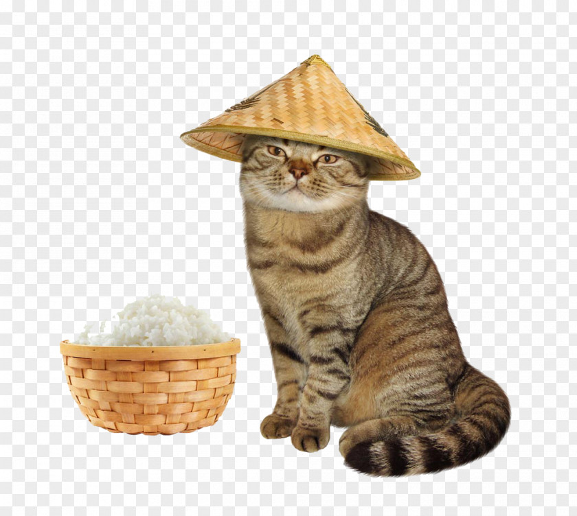 Cat With Straw Hat Kitten Stock Photography Teacher Royalty-free PNG