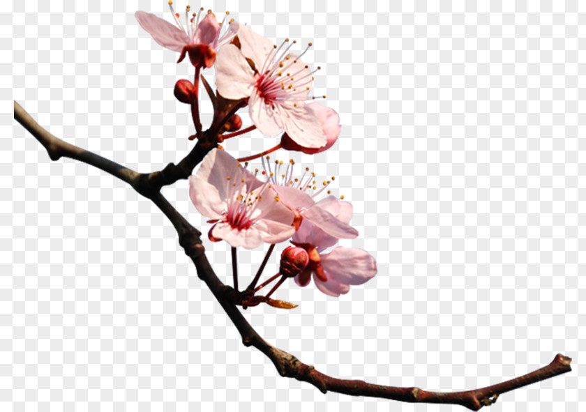 Cherry Blossom Photography Clip Art PNG