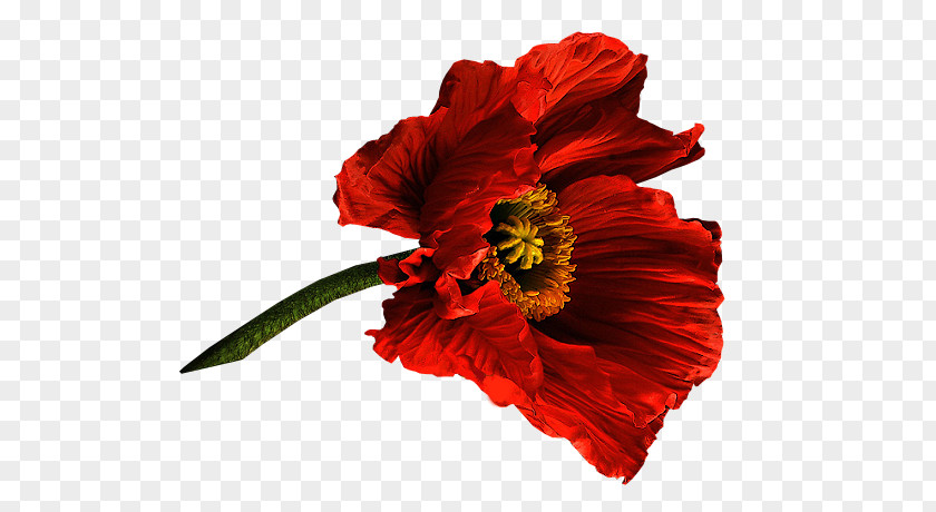 Flower Poppy Painting Clip Art PNG