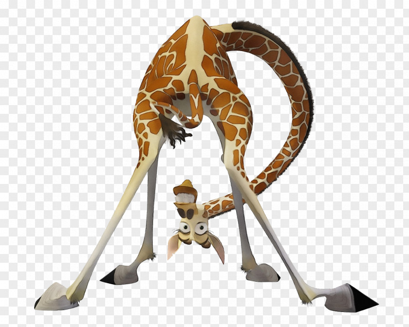 Giraffe Animal Figure Giraffidae PNG
