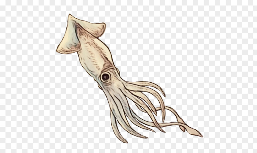 Seafood Tail Squid Octopus Cuttlefish Marine Invertebrates PNG