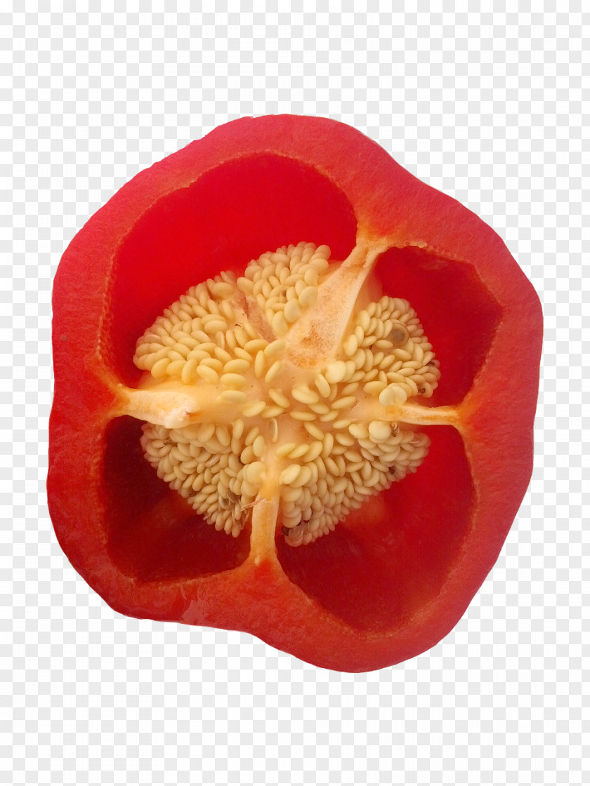 Seeds Flower Petal Pollen The Poppy Family Peach PNG