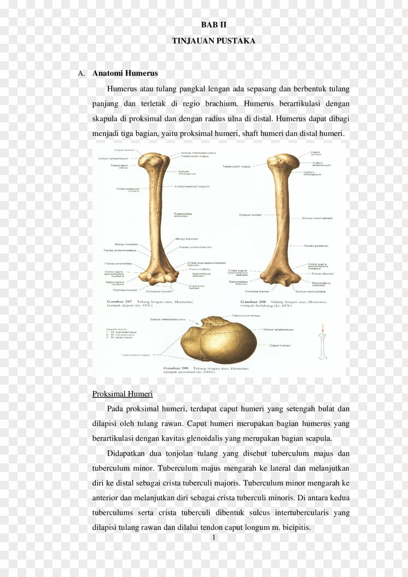 Arm Humerus Bone Fracture Joint Anatomy PNG