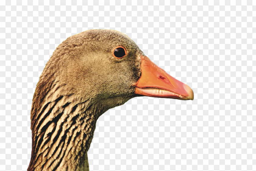 Duck Goose Birds Beak Water Bird PNG