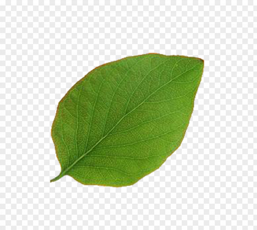 Leaves Leaf Plant Pathology PNG