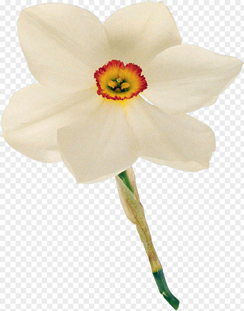 Narcissus Daffodil Cut Flowers Yellow Color PNG