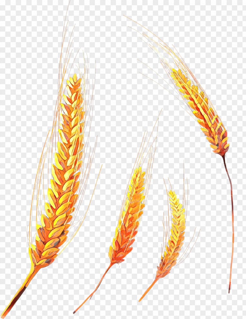 Plant Grass Family Wheat Cartoon PNG