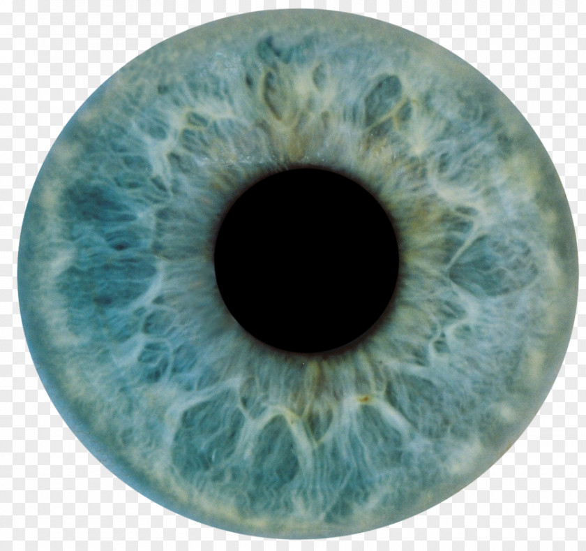 Eye Human Iris Anatomy Light PNG