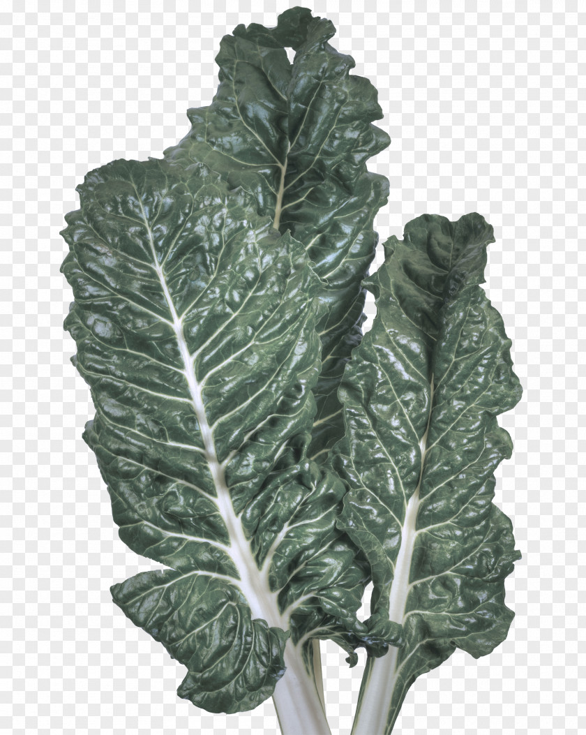 Tatsoi Kale Leaf Lacinato Flower Plant Vegetable PNG