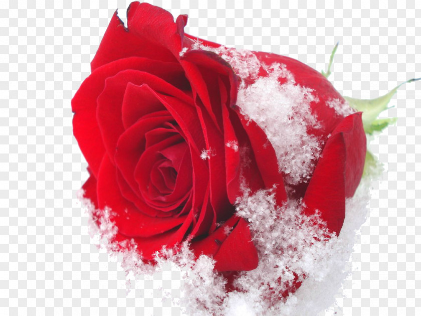 Beautiful Snow Damask Rose Flower Roses In The Oil Winter PNG