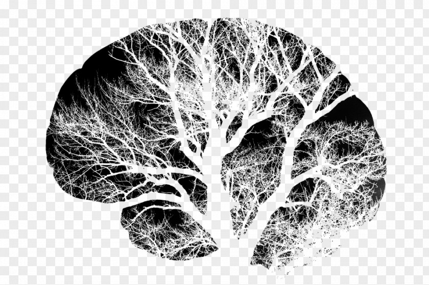 Brain Neuron Cerebral Cortex White Matter Neuroscience PNG