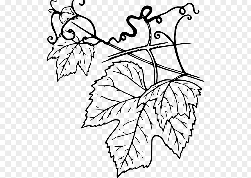 Cane Vine Common Grape Leaves Clip Art PNG