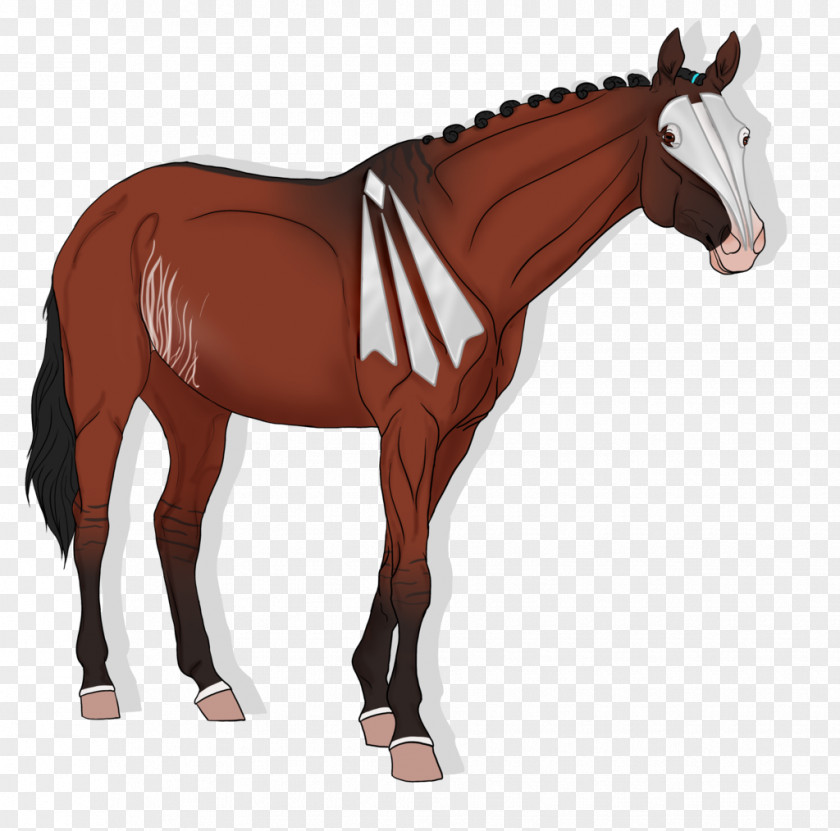 Mustang Arabian Horse American Paint Stallion Mare PNG