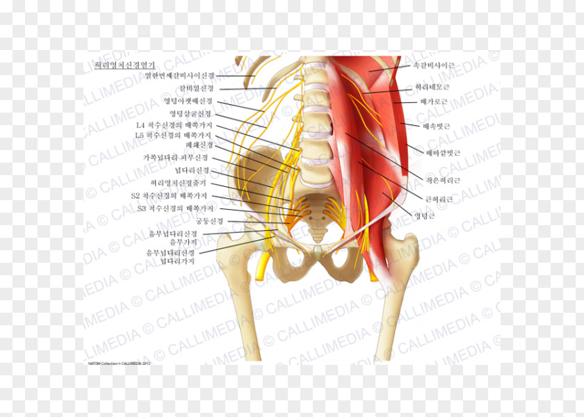 Plexus Ilioinguinal Nerve Sacral Lumbar Iliohypogastric PNG