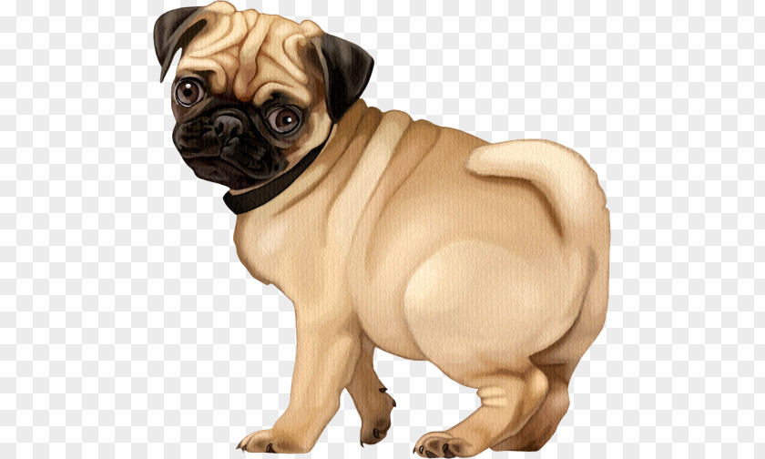 Puppy Pug Dog Breed Companion Toy PNG