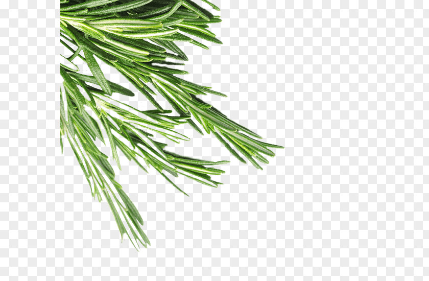 Self-cleaning Oven Herb Grasses Pine Plant Stem Family PNG