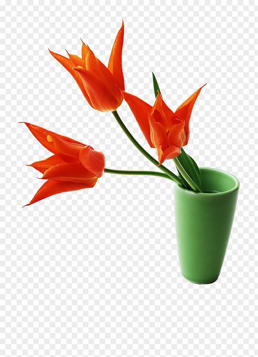 Three Tulip Flower Arrangement Vietnam Ngxe0y Nhxe0 Gixe1o Viu1ec7t Nam Teachers Day 20 November PNG