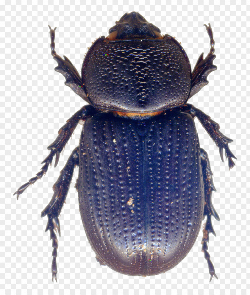 Beetle Dung Weevil Scarab Terrestrial Animal PNG