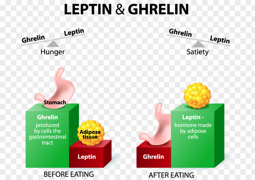Ghrelin Leptin Hunger Appetite Hormone PNG