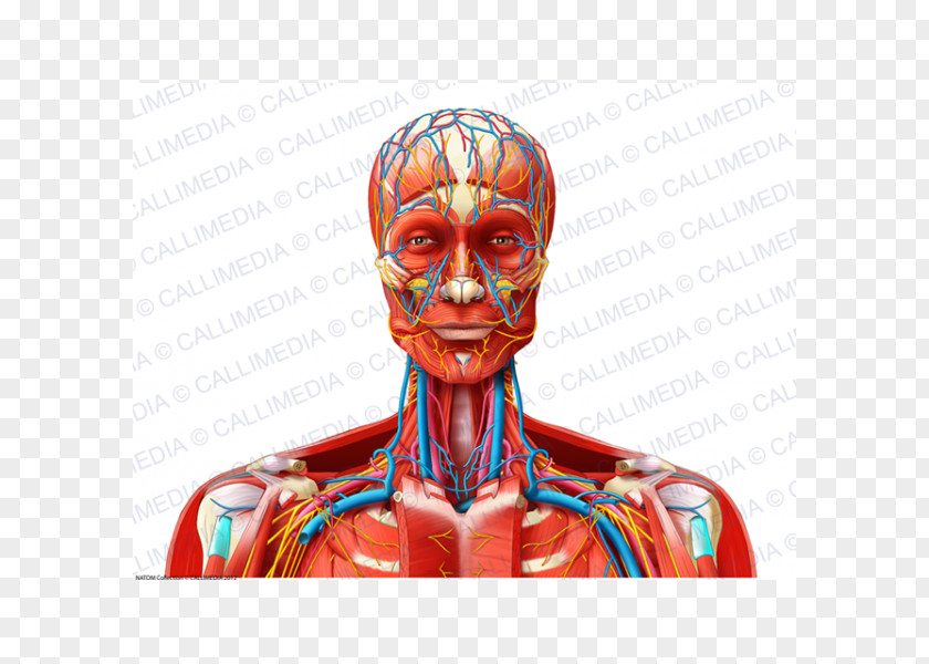 Neck Bloodstain Muscle Blood Vessel Nerve Head PNG