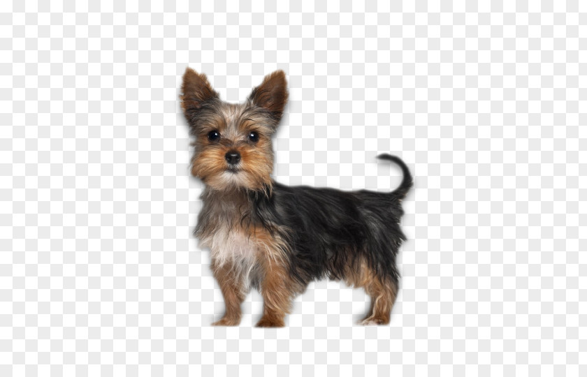 Puppy Yorkshire Terrier Boston PNG