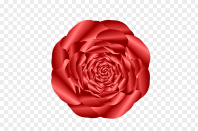 Red Wavy Garden Roses Cabbage Rose Floribunda Cut Flowers Petal PNG