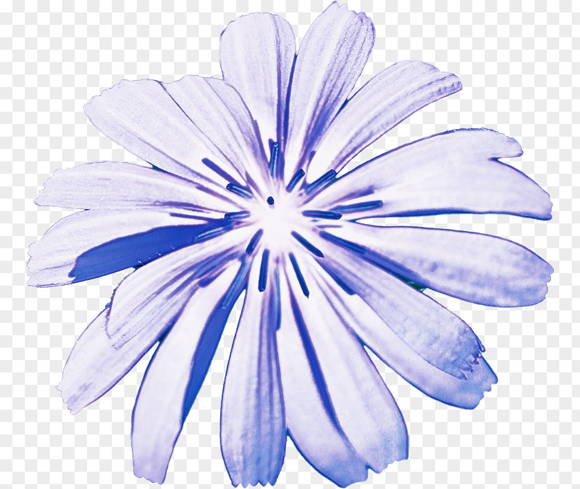Wildflower Herbaceous Plant Petal Blue Flower Chicory PNG