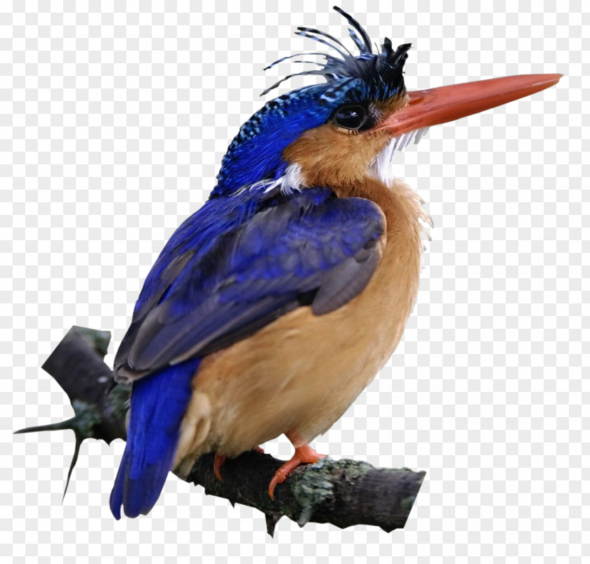 Bird Belted Kingfisher Green Malachite PNG