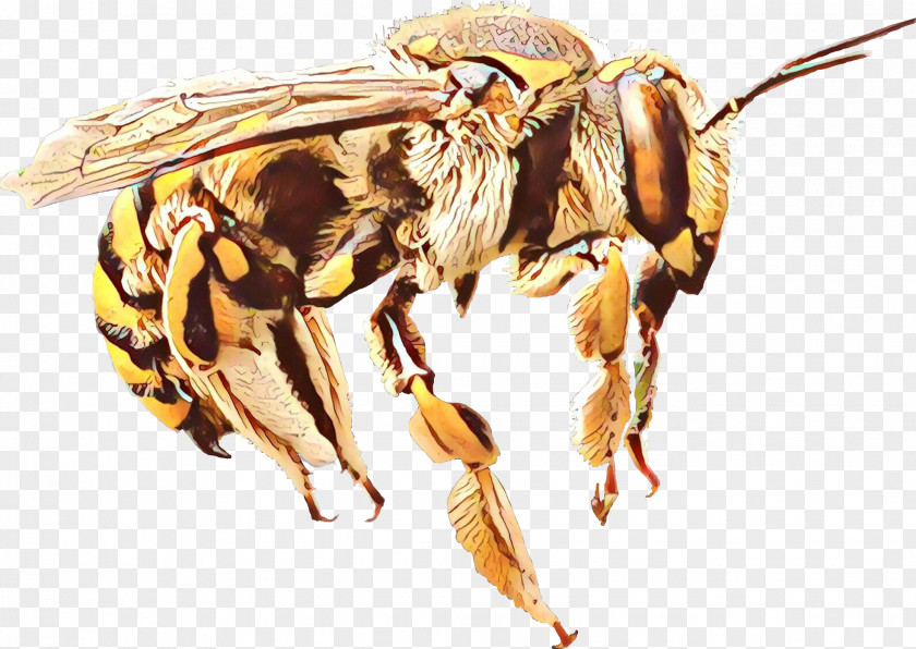 Black Fly Carpenter Bee Honey Background PNG