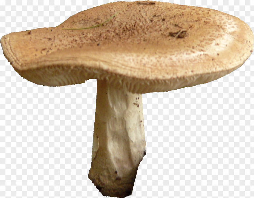 Mushroom Edible Pleurotus Eryngii Common PNG