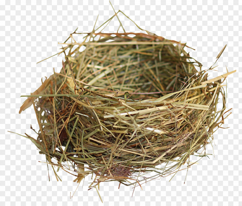 Nest Bird PNG