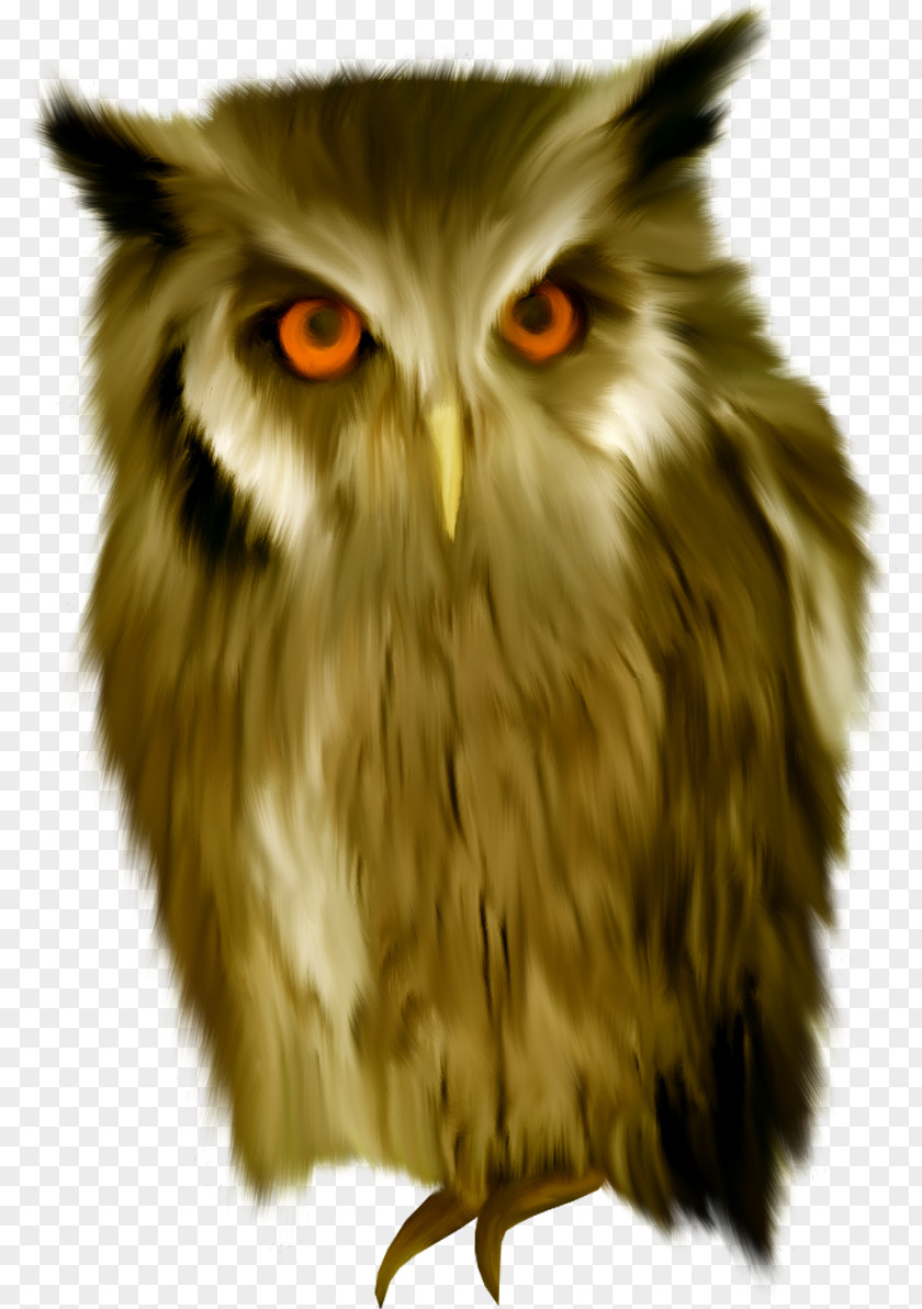 Owl Snowy Bird Clip Art PNG