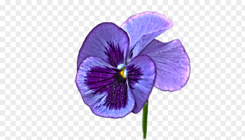 Pansy Violet Purple Flower PNG