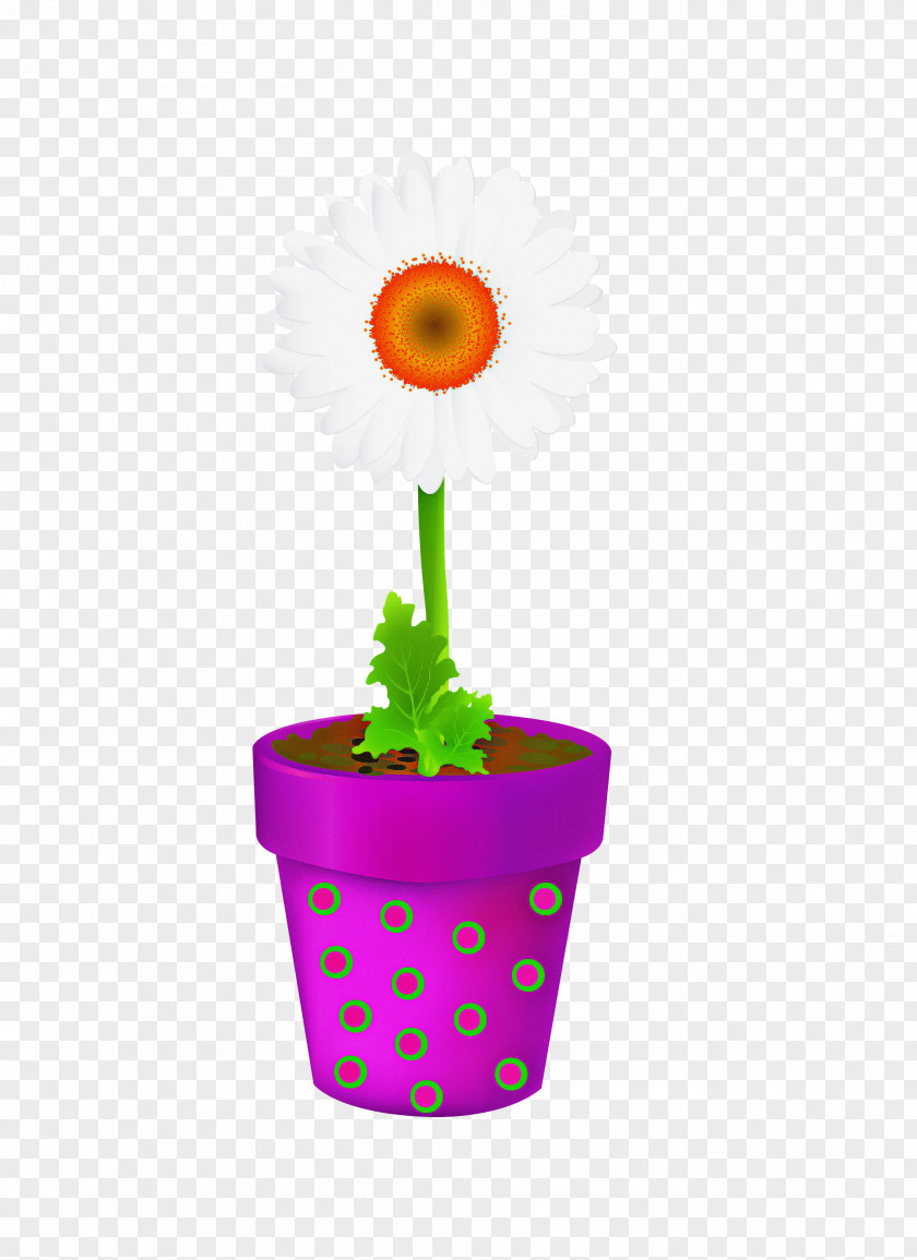 Plant Stem Daisy Family Flowerpot Gerbera Flower Barberton PNG