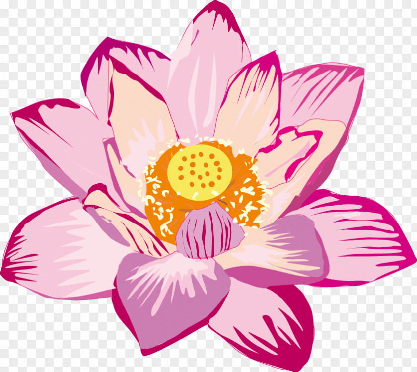 Flower Nelumbo Nucifera Pygmy Water-lily 瓜破斎場 Clip Art PNG
