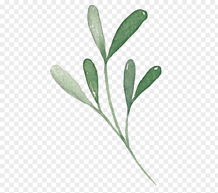 Plant Stem Pedicel Flower Leaf PNG