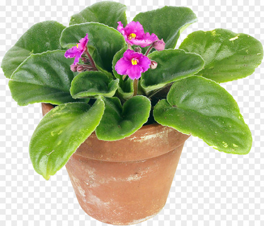 Pot Plant Houseplant Flowerpot African Violets PNG