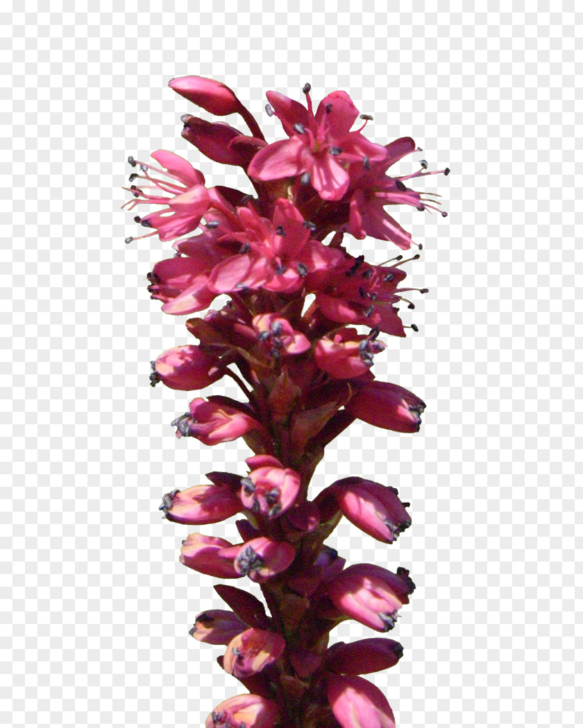 Red Flower Plant Stem PNG