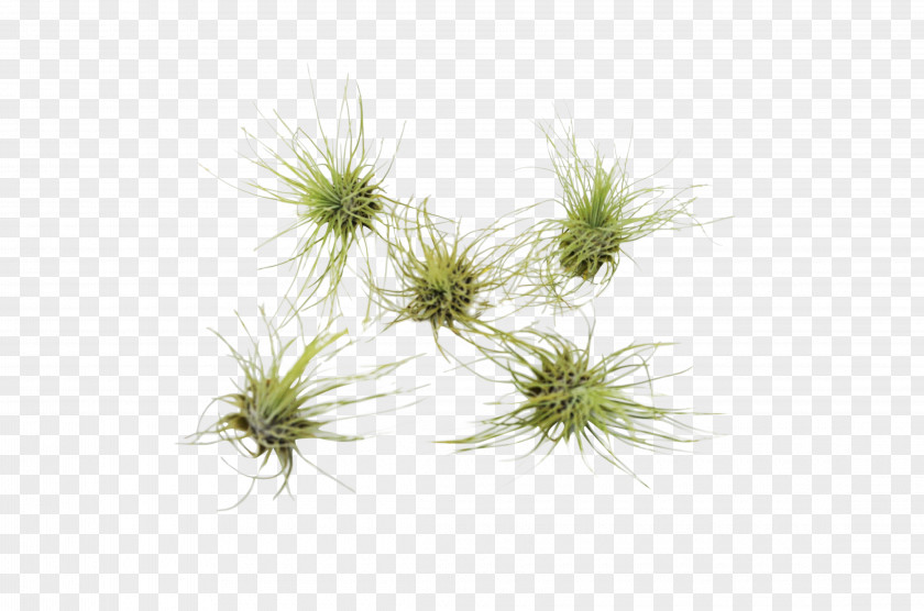 Sedge Family Lodgepole Pine Green Grass Background PNG