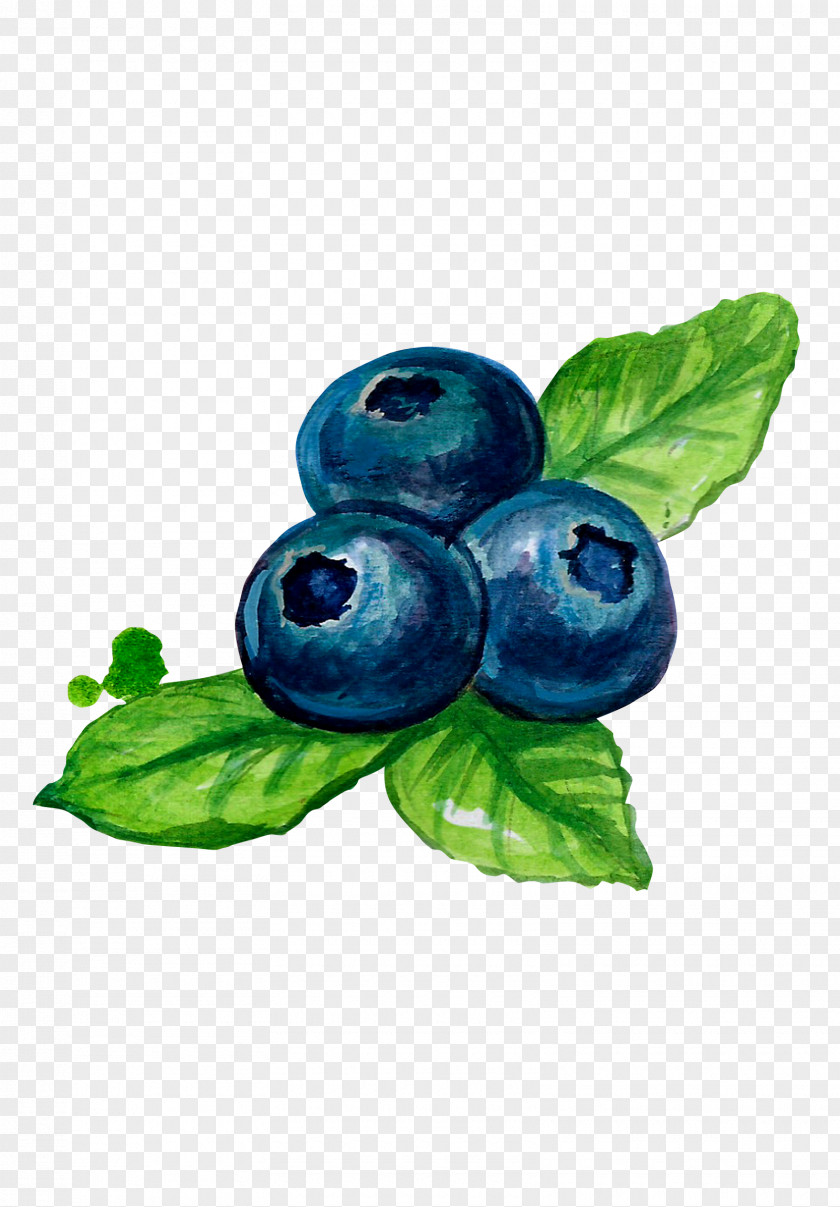 Blueberry Painted Wind Bilberry Fruit PNG